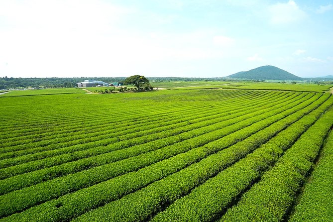 10day Small Group Discover Korea Tour : History, Food and Culture - From Maisan to Jeonju: horse-ear mountains, 80 stone pagodas, and real food time