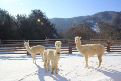 Alpaca, Nami, Eobi with Rail Bike or Strawberry - How the schedule flows (and what changes with rail bike or strawberries)