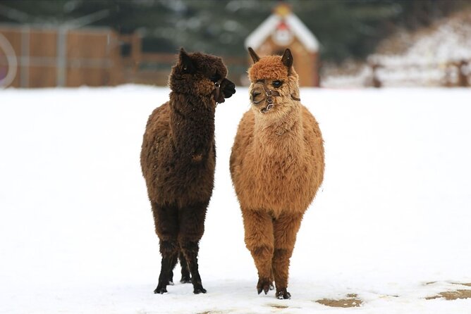 Alpaca World and Nami Island with Gangchon Rail Bike Tour - Alpaca World near Seoul: fluffy feeding, extra animals, and expert talk