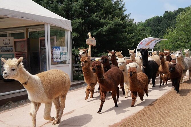 Alpaca World and Nami Island with Gangchon Rail Bike Tour - Gangchon Rail Park and the Rail Bike: the scenic ride part