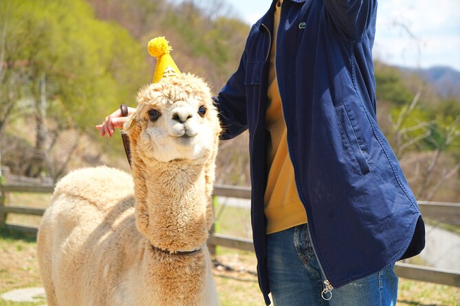 Alpaca World Tour with Nami Island (optional Railbike or Garden) - Stop 2: Nami Island for tree-lined strolling (and optional biking)