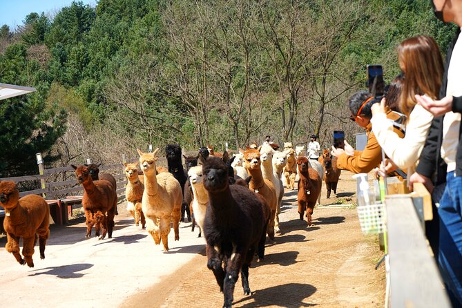 Alpaca World Tour with Nami Island (optional Railbike or Garden) - Price and value: what $66.67 buys you in real life