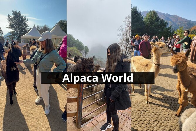 Alpaca World with Gangchon Rail Park One Day Tour - Timing and pacing: why this day feels better than it looks on paper