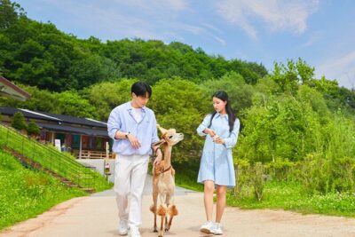 Alpaca World with Gangchon Rail Park One Day Tour - Stop 1: Alpaca World and the pleasure of big-pasture alpacas