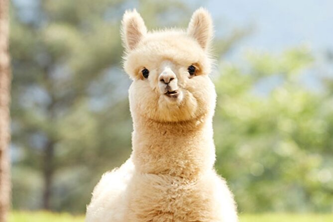 Alpaca World with Gangchon Rail Park One Day Tour - What to wear and pack for railbike plus animal time