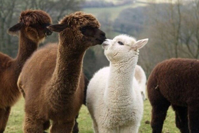 Alpaca World with Gangchon Rail Park One Day Tour - Who should book this tour