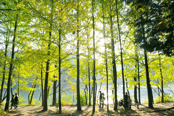 Day Trip to Nami Island with Rail bike and The Garden of Morning Calm - Should you book this day trip? My take