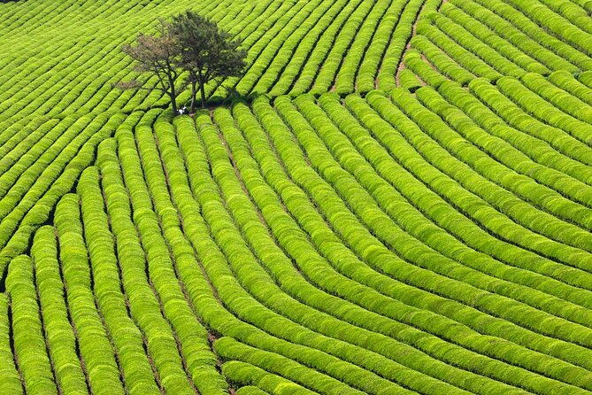 Discover Western Korea in 4days: All-Inclusive Experience - Key things that make this Western Korea tour work