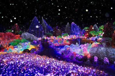 Eobi Ice Valley& Nami Island with Garden of Morning Calm Trip - Nami Island: tree-lined calm and classic Winter Sonata vibes