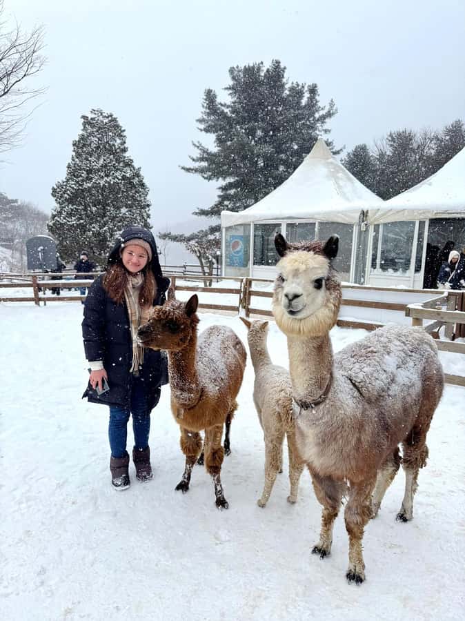 Eobi Ice Valley & Nami (+ Light Festival, Railbike, Alpaca) - A practical Seoul day trip: what you’re really buying for $71