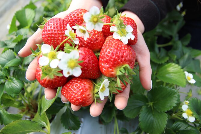 Eobi Valley(Winter), Strawberry, Nami Island & Railbike fr Seoul - Price and logistics: what you’re paying for