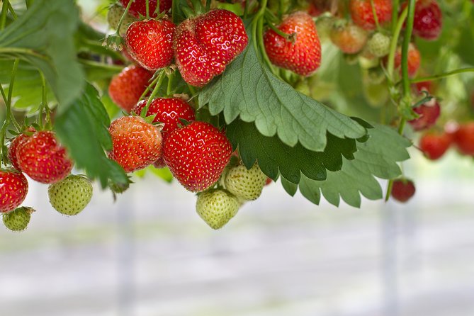 Eobi Valley(Winter), Strawberry, Nami Island & Railbike fr Seoul - Nami Island: tree-lined strolls, bike time, and practical lunch options