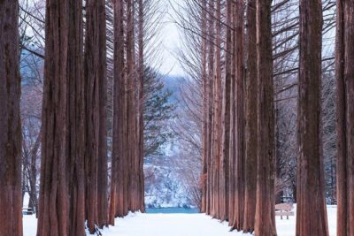Eobi Valley(Winter), Strawberry, Nami Island & Railbike fr Seoul - From central Seoul to Yangsu-ri: how the ride sets the tone
