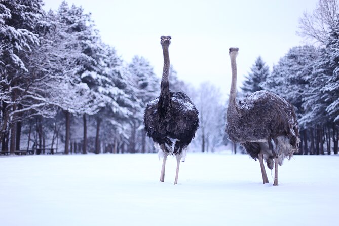 Eobi Valley(Winter), Strawberry, Nami Island & Railbike fr Seoul - What the attraction options mean for your day