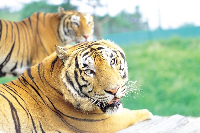 Everland Amusement Park with free-ride Ticket - Unlimited Ride Free Pass: How to Get Your Money’s Worth