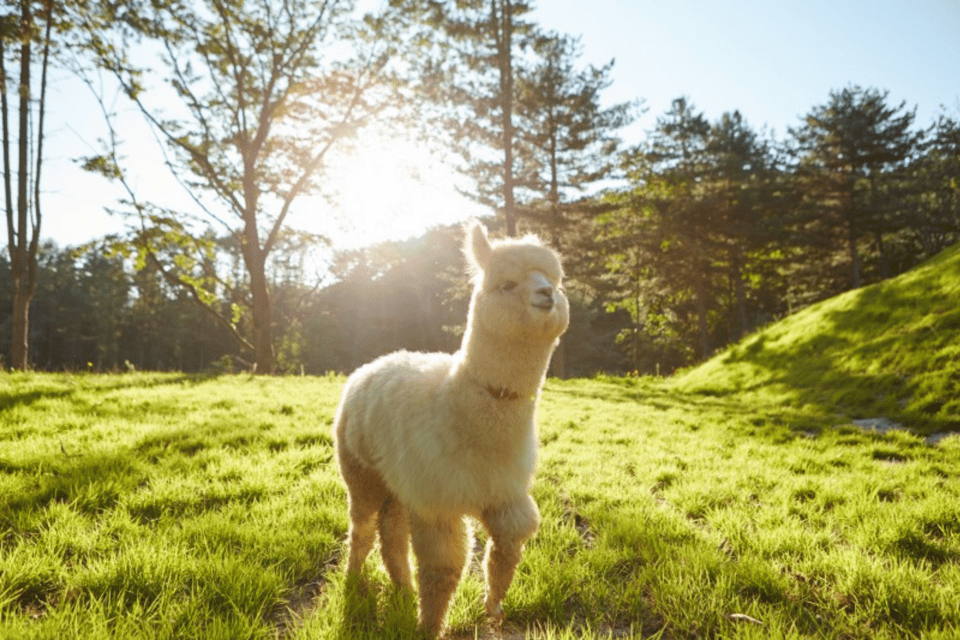 From Seoul: Full Day Trip to Alpaca Farm with Rail Bike - Choosing between Vivaldi Park luge and the Gangchon rail bike