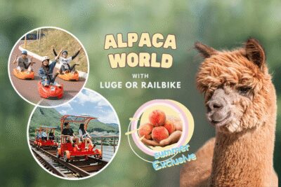From Seoul: Full Day Trip to Alpaca Farm with Rail Bike - Alpaca World: hands-on animal time at Korea’s biggest alpaca farm