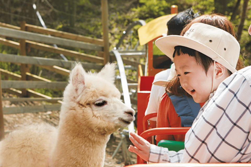 From Seoul: Full Day Trip to Alpaca Farm with Rail Bike - The day’s flow: how to pace 10 hours without feeling rushed