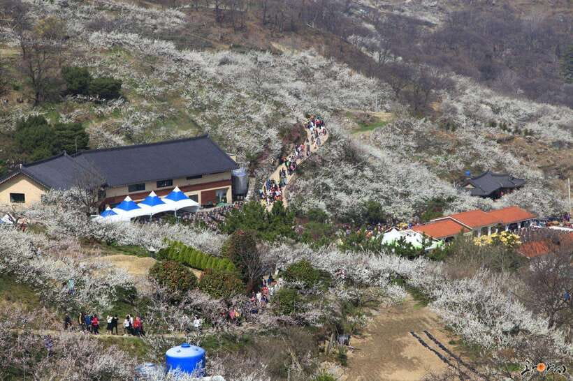 From Seoul: Korea Spring Cherry Blossom Day Tour - Key Things I’d Book This For
