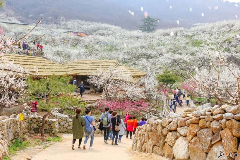 From Seoul: Korea Spring Cherry Blossom Day Tour - A Long Spring Day That Still Feels Worth It