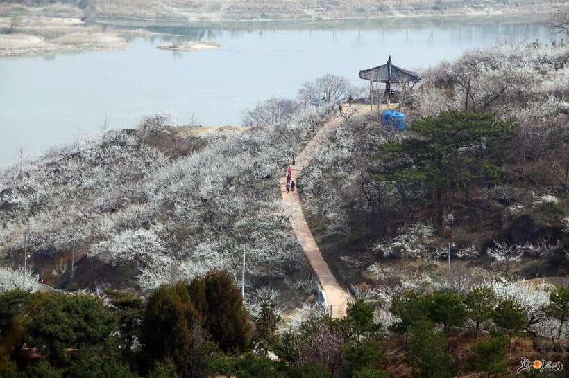 From Seoul: Korea Spring Cherry Blossom Day Tour - Gwangyang Maehwa Plum Village: White Blossoms Like Snow