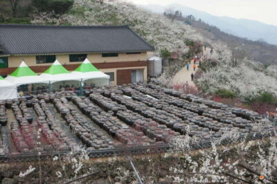 From Seoul: Korea Spring Cherry Blossom Day Tour - Starting From Seoul: Why the Round-Trip Matters