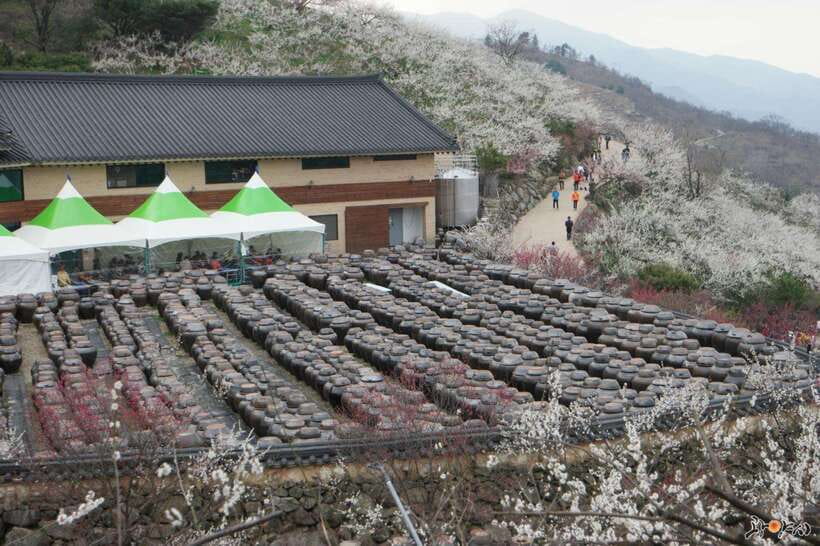 From Seoul: Korea Spring Cherry Blossom Day Tour - Starting From Seoul: Why the Round-Trip Matters