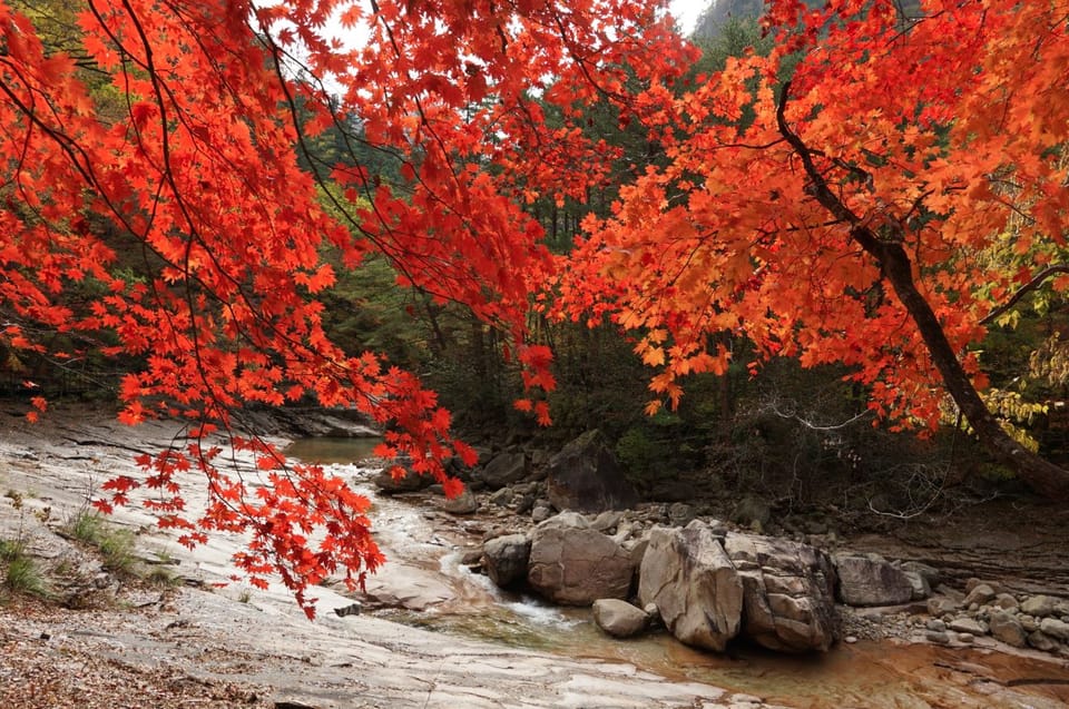 From Seoul: Seoraksan Mountain with Cable Car- Shuttle Bus - A practical walk-through of the day’s flow