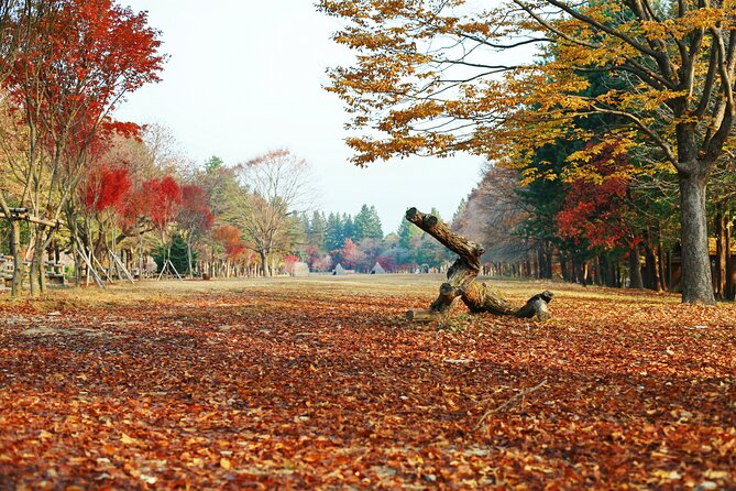 Full Day Private Tour Nami Island, Garden & Petite France - Garden of Morning Calm: The Best Way to Start Calm