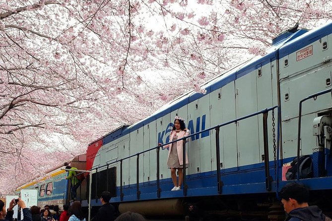 Jinhae Cherry Blossom + Busan Sunrise from Seoul - Price and What You’re Really Paying For ($108.49)