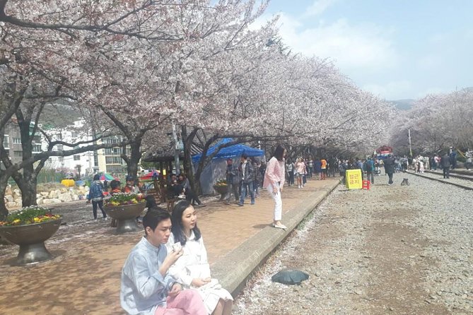 Jinhae Cherry Blossom + Busan Sunrise from Seoul - Busan Sunrise: Haeundae Beach and Haedong Yonggungsa Temple
