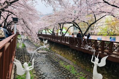 Jinhae Cherry Blossom + Busan Sunrise from Seoul - The Night Start: Timing, Sleep, and Meeting-Point Reality