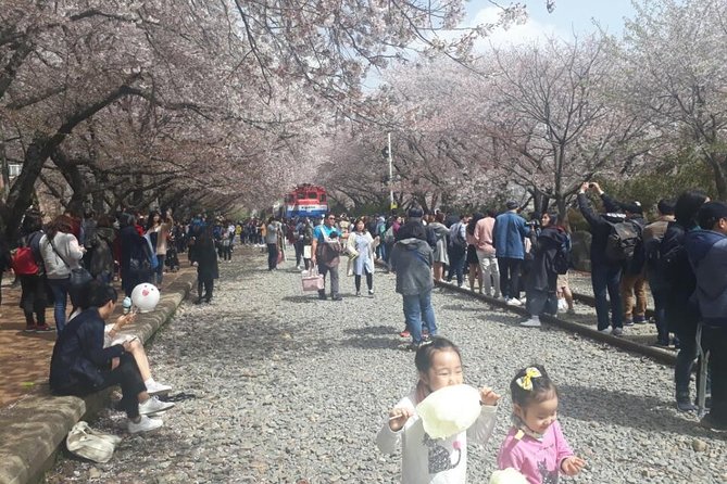 Jinhae Cherry Blossom + Busan Sunrise from Seoul - Jinhae Cherry Blossom Festival Day: Streams, Stations, and the Peak-Window Plan