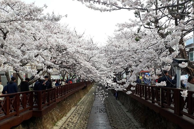 Jinhae Cherry Blossom + Busan Sunrise from Seoul - Who This Tour Fits Best