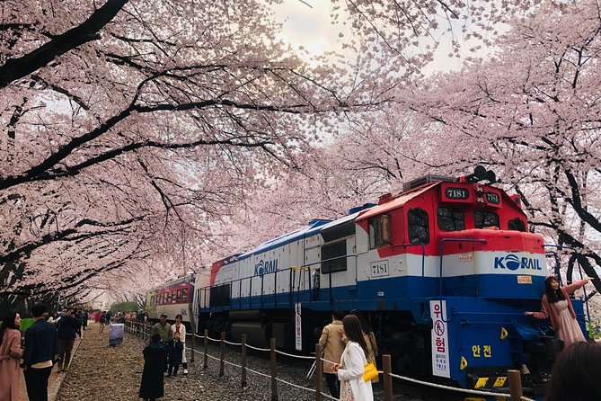 Jinhae Cherry Blossom + Busan Sunrise from Seoul - Should You Book This Jinhae + Busan Sunrise Tour?