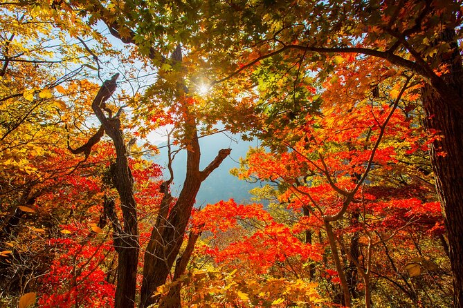 Naejangsan National Park Autumn Foliage One Day Tour from Seoul - Shuttle bus and admission: where the included value hides