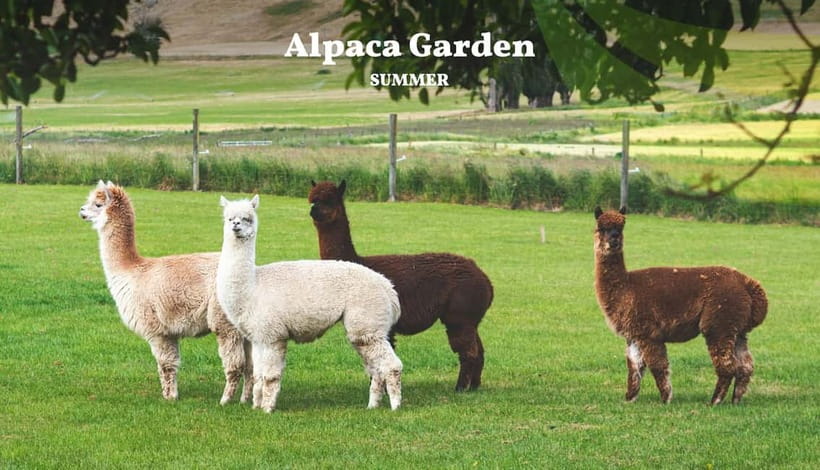 Nami Island, Railbike & Alpaca Garden Day Trip from Seoul - Leaving Seoul smoothly: the value of having a real guide
