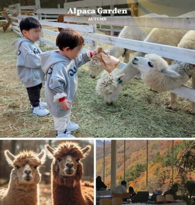 Nami Island, Railbike & Alpaca Garden Day Trip from Seoul - Price and Logistics: what your $78 buys you (and what it doesn’t)