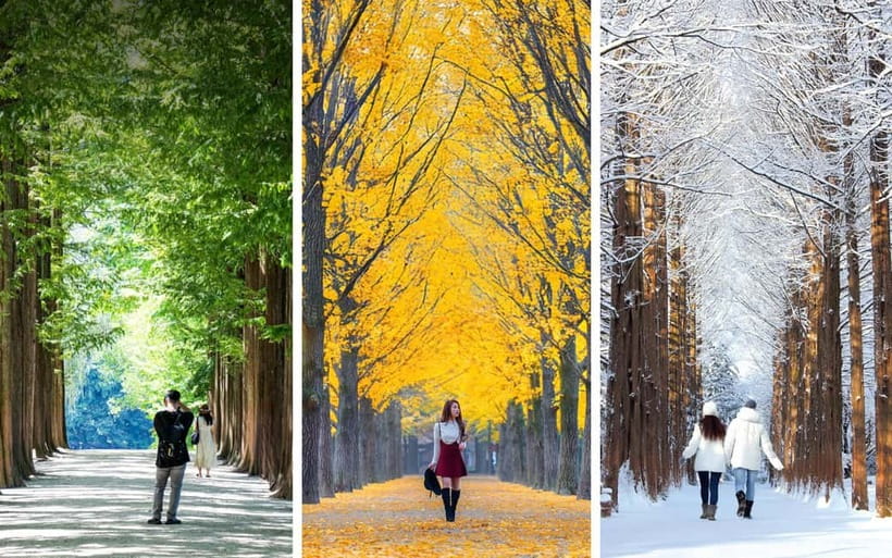 Nami Island, Railbike & Alpaca Garden Day Trip from Seoul - Autumn Light Festival at The Stay Healing Park: the night glow add-on