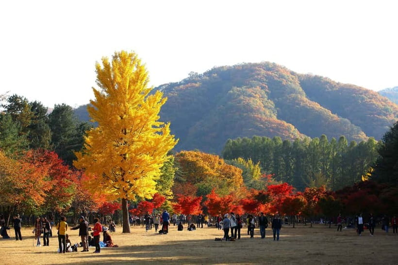 Nami & Maple Road & Theatre des Lumieres Day Tour from Seoul - A Practical Way to Escape Seoul for Fall Scenery