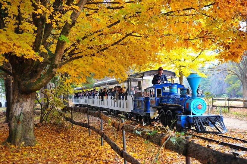 Nami & Maple Road & Theatre des Lumieres Day Tour from Seoul - Price and Value: What $56 Gets You