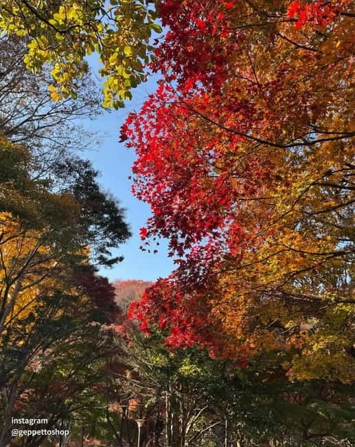 Nami & Maple Road & Theatre des Lumieres Day Tour from Seoul - Small Rules to Keep Your Day Smooth