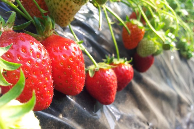 [Perfect Private Tour] Nami island, Petite France and Organic Strawberry Farm - Private Seoul day tour that actually feels personal