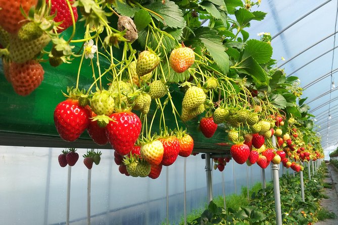 [Perfect Private Tour] Nami island, Petite France and Organic Strawberry Farm - Aram Berry Farm: organic strawberry picking that’s actually interactive