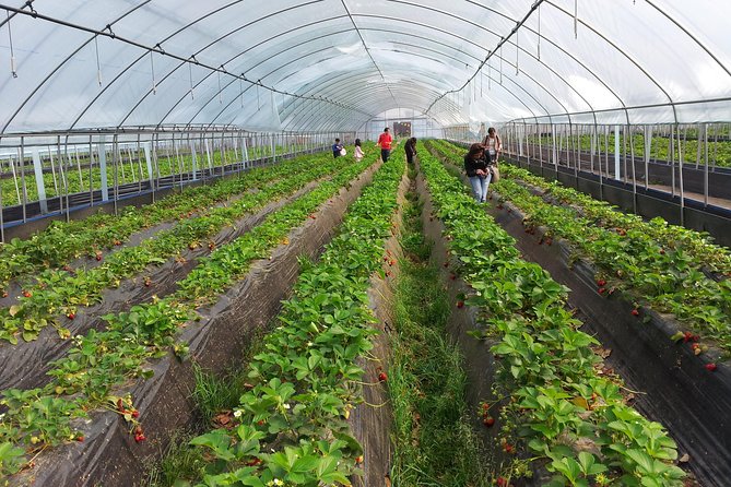 [Perfect Private Tour] Nami island, Petite France and Organic Strawberry Farm - Guides can make or break a day like this