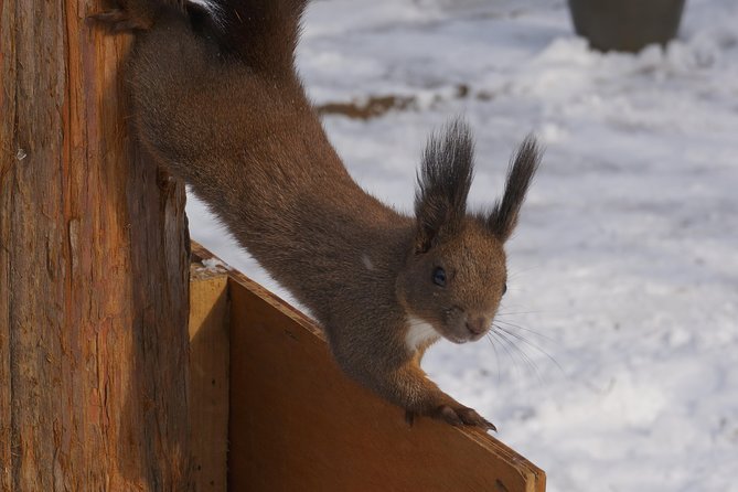 Private Tour: Nami Island& (Alpaca World 'or' Morning Calm)&Lunch - Lunch and the value check on a $226 private tour