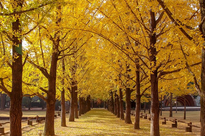 (Private tour) Nami Island + Railbike + Garden of morning calm - Inclusions and what to bring (so nothing ruins the day)