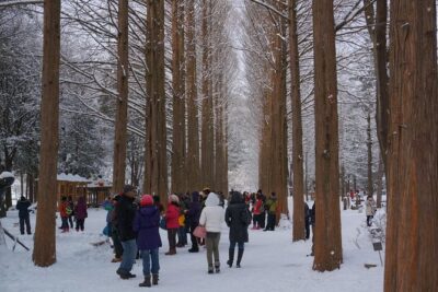 Private Tour Nami Island with Petite France 'and/or' The Garden of Morning Calm - Garden of Morning Calm: calm gardens, seasonal flowers, and time to breathe