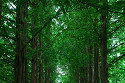 Private Tour to Alpaca world &Nami Island& Railbike with Tickets - Private Transport From Your Hotel: The Real Time Saver