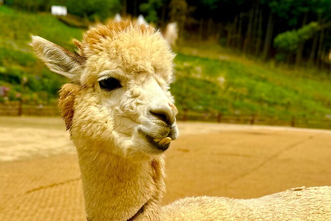 Private Tour to Alpaca world &Nami Island& Railbike with Tickets - Gangchon Rail Park: The Discontinued Train Line That Became a Bike Ride